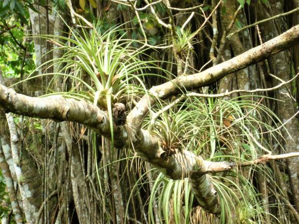 istock Flora and fauna in Cuba. 656033240