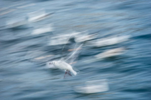 istock Seagulls seeking fish in the sea 656035546