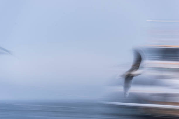 istock Seagulls seeking fish in the sea 656036574