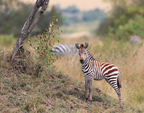 A very young Zebra foal. Taken in Masai Mara, Kenya