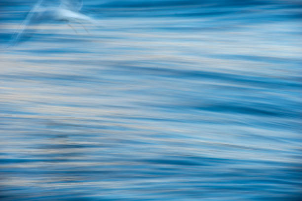 istock Seagulls seeking fish in the sea 656036646