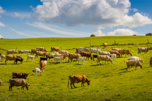 istock cows eating grass on a farmland why clouds on blue sky 656037418