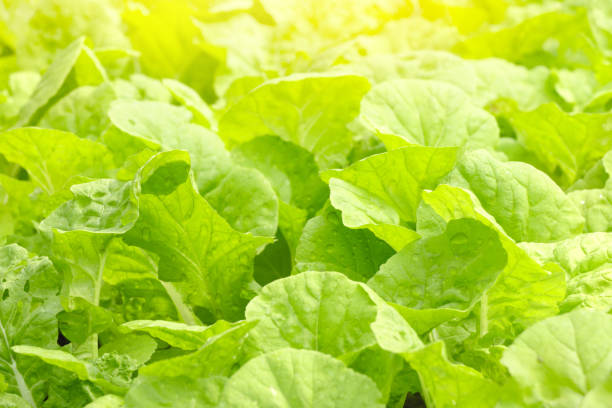istock green cabbage growing in the garden 656039646