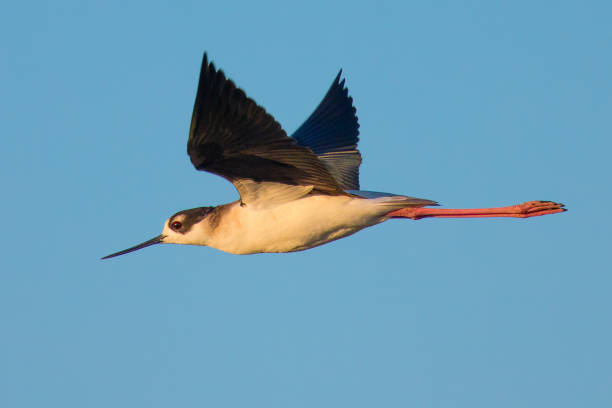 istock Black-necked stilt flying in the warm sunset light 656052662