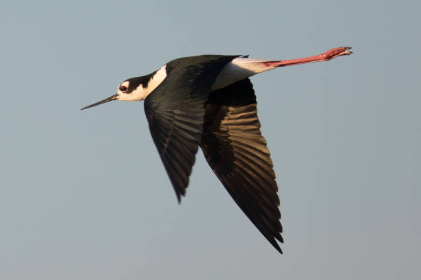 istock Black-necked stilt flying in the warm sunset light 656052690