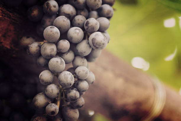 istock Red grapes in the vineyard with boke 656052858