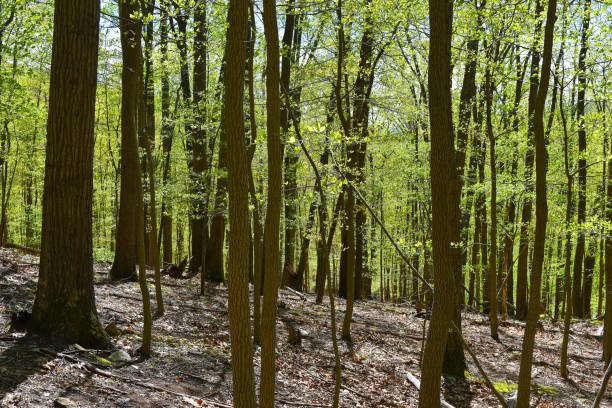 istock Appalachian forest in Catoctin Mountain Park 656054368