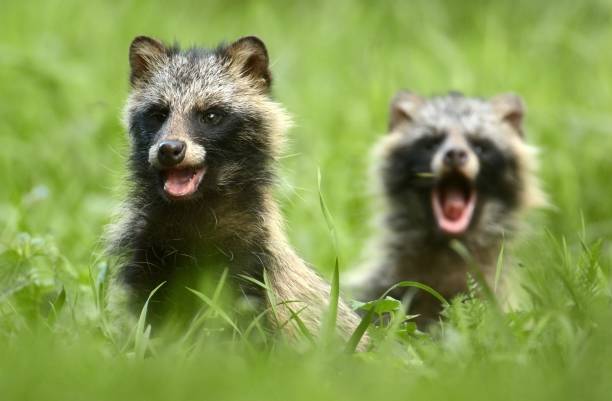 raccoon dog - hayfield imagens e fotografias de stock