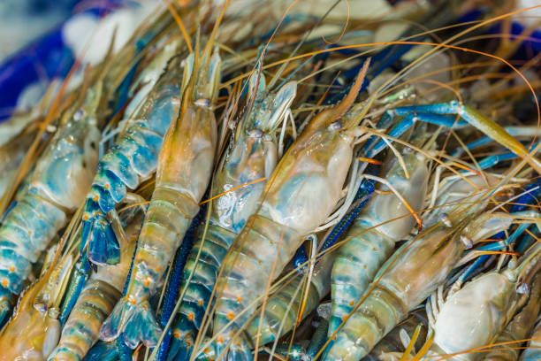istock fresh raw shrimps in seafood market 656058280
