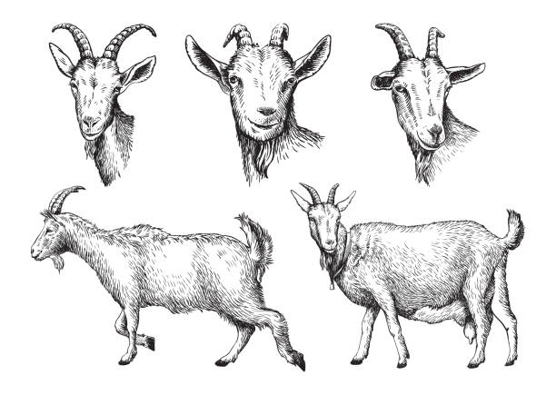 손으로 그린 염소의 밑그림입니다. 가축입니다. 방목 동물 - vector drawing illustration and painting eating stock illustrations