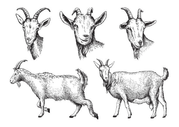 sketch of goat drawn by hand. livestock. animal grazing sketch of goat drawn by hand on a white background. livestock. animal grazing bovidae stock illustrations