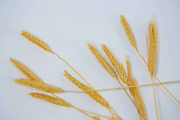 istock Close-up of wheat grains 656085582
