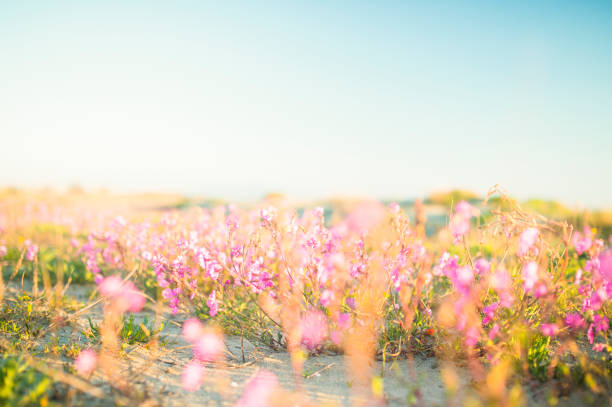 Grass flower field