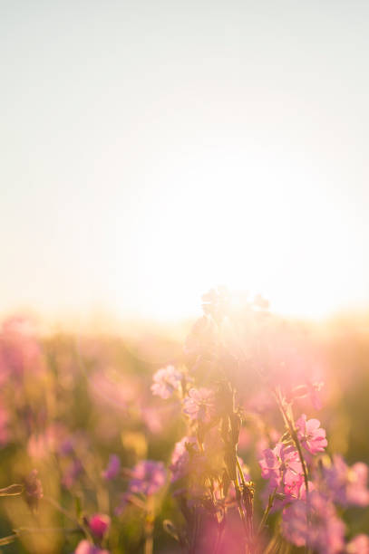 istock Pink flowers on the beach at sunset 656086916