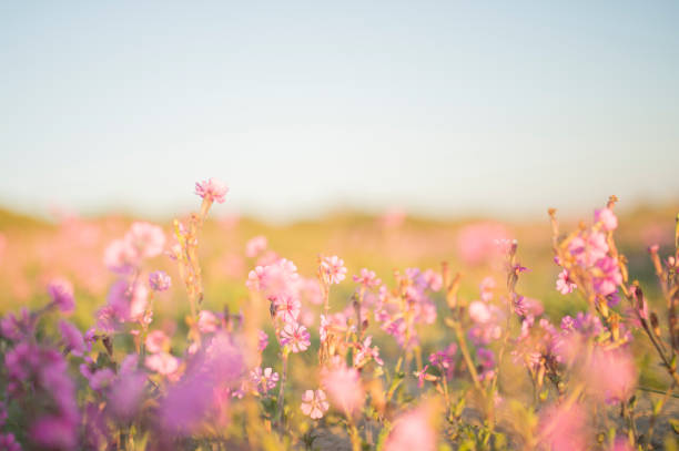 istock Pink flowers on the beach at sunset 656086942