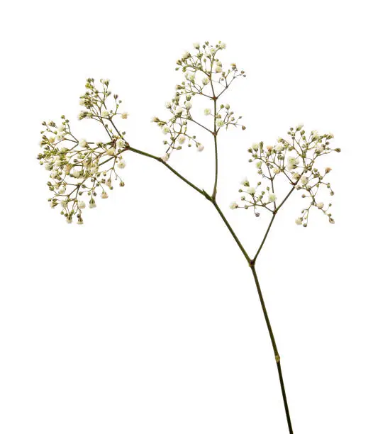 Closeup of small white gypsophila flowers isoaletd on white
