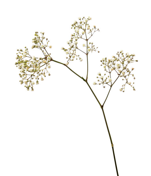 small white gypsophila flowers - gypsophila imagens e fotografias de stock