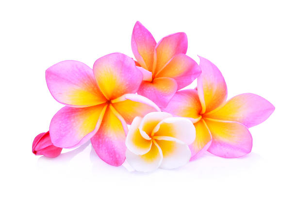 istock frangipani flowers isolated on white background 656090338