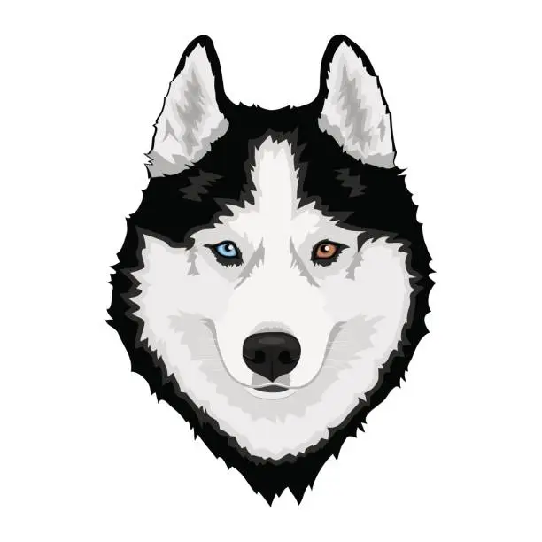 Vector illustration of Siberian husky dog