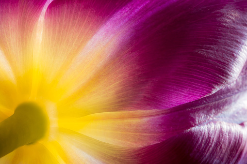 Purple tulip with yellow core closeup macro. Petals of purple and yellow tulip core close-up in the sunlight macro background texture. Soft view.