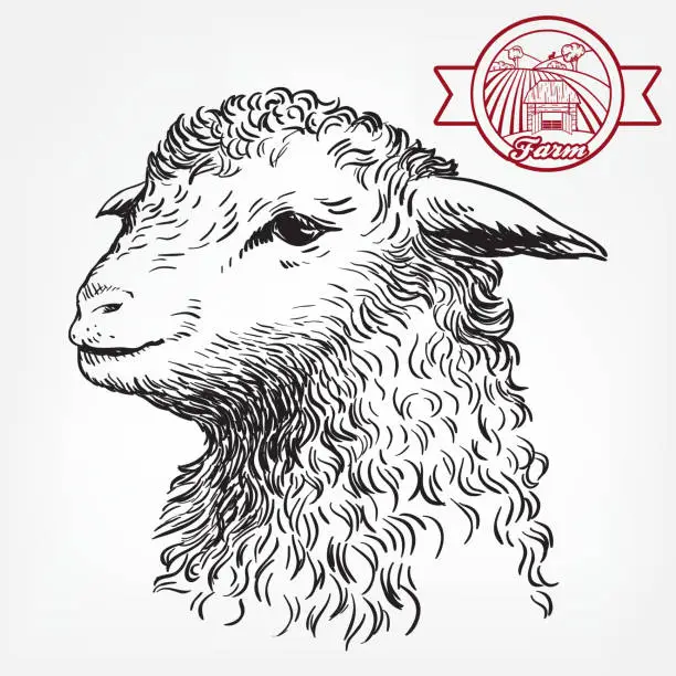 Vector illustration of Head of a sheep. animal husbandry