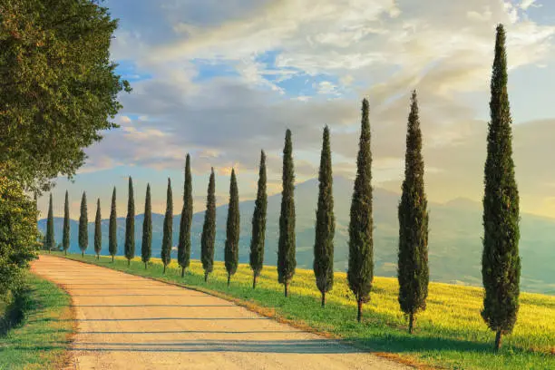 Cypress lined country road in Tuscany