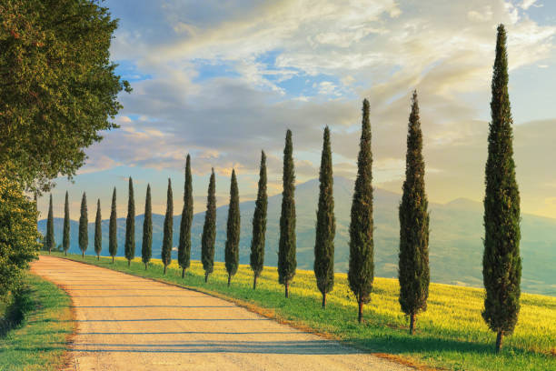 cypress trees in tuscany, italy - tuscany italy sunrise rural scene imagens e fotografias de stock