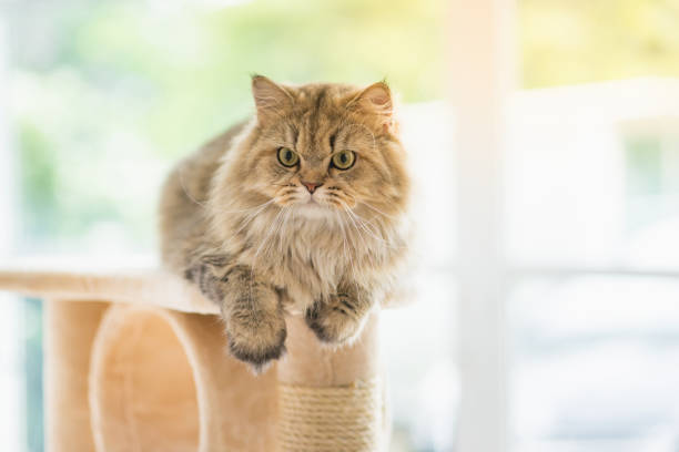 gato olhando para cima, na torre do gato - pele tower - fotografias e filmes do acervo