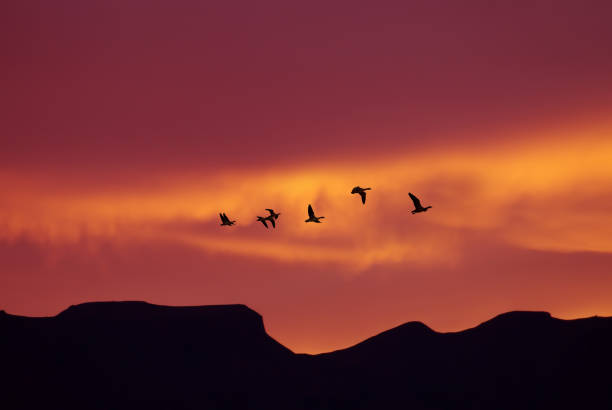 istock Flock of birds spring or autumn migration 656103866