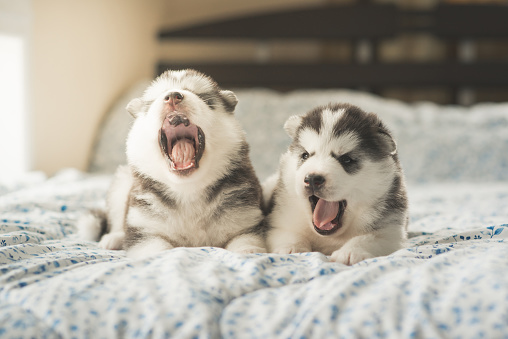Cute two puppies siberian husky lying on a bed