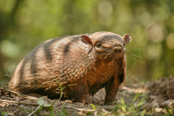 Armadillo in the nature habitat of brazilian forest Armadillo in the nature habitat of brazilian forest, euphractus sexcinctus, amazing creature, south american wildlife, beauty of nature, wild in pantanal seta stock pictures, royalty-free photos & images
