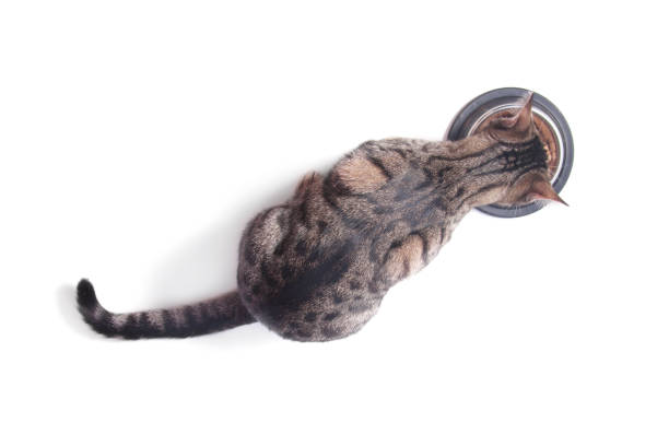 istock Cat eating food from a bowl. Top view. White background 656116136