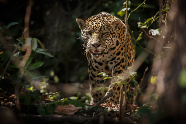 American jaguar in the nature habitat of brazilian jungle American jaguar in the nature habitat of brazilian jungle, panthera onca, wild brasil, brasilian wildlife, pantanal, green jungle, big cats, dark background, low key jaguar stock pictures, royalty-free photos & images