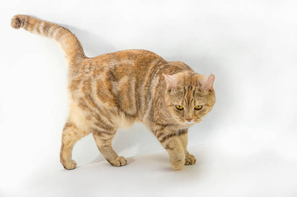 istock British Shorthair cat Close-up 656121432