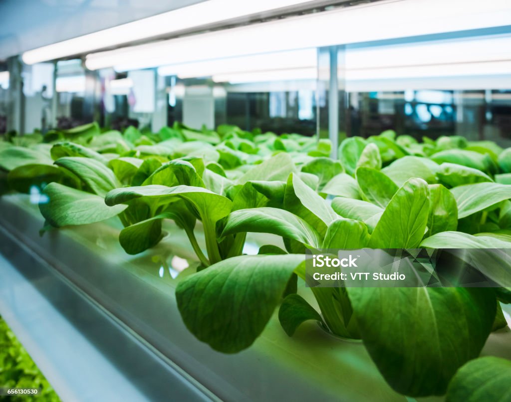 Greenhouse vegetables Plant row Grow with Led Light Indoor Farming technology Greenhouse vegetables Plant row Grow with Led Light Indoor Farm Agriculture Technology Food Stock Photo