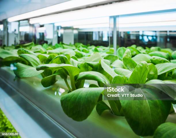 Greenhouse Vegetables Plant Row Grow With Led Light Indoor Farming Technology Stock Photo - Download Image Now