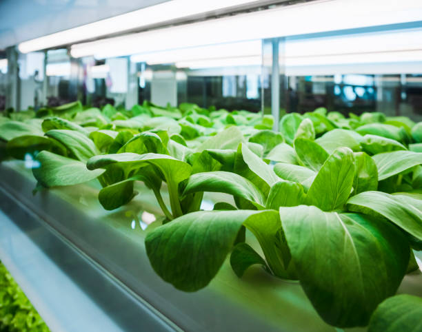 greenhouse vegetables plant row grow with led light indoor farming technology - hydroponics imagens e fotografias de stock