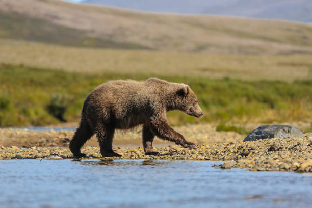 istock Alaskan brown bear (grizzly bear) walking along the riverbank 656136904