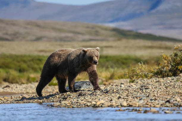 istock Alaskan brown bear (grizzly bear) walking along the riverbank 656137070