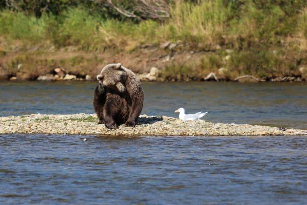 Moraine Creek, Katmai National Park, Alaska