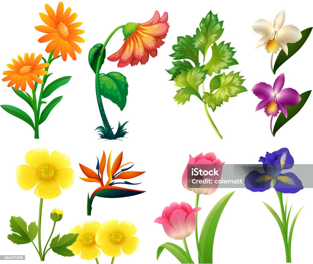 야생 꽃의 종류 꽃-식물에 대한 스톡 벡터 아트 및 기타 이미지 - 꽃-식물, 벡터, 0명 - Istock