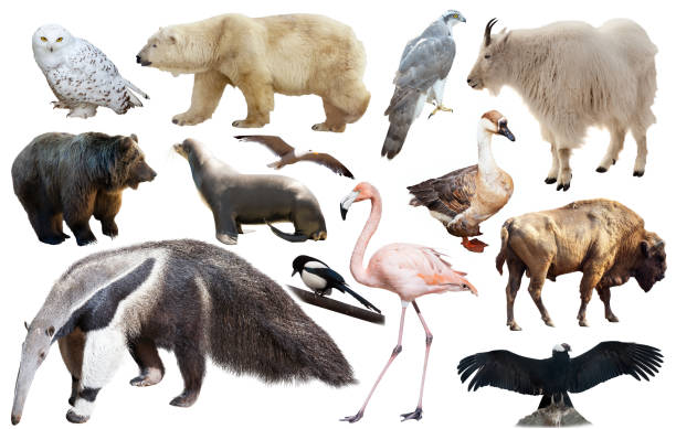 istock american animals isolated on white 656138438