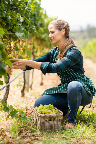 istock Young woman harvester working 656138456