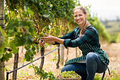 Young woman harvester working