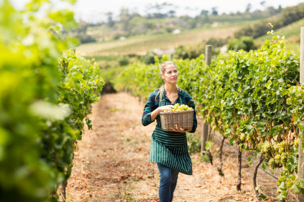 istock Young woman harvester working 656138748