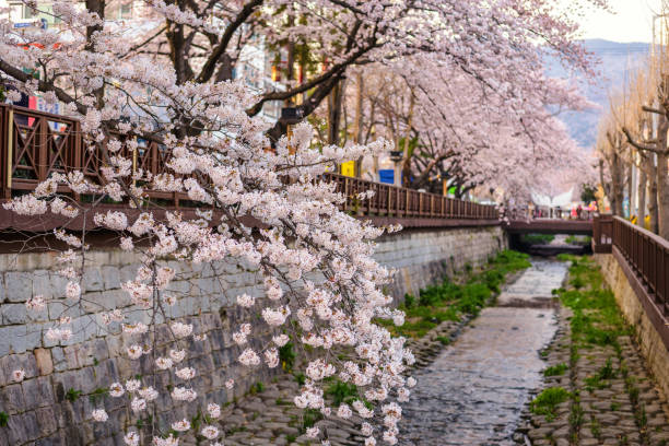 istock Spring Cherry blossom at Yeojwacheon Stream, Jinhae, South Korea 656138940