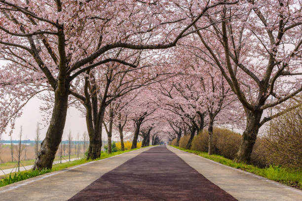 istock Spring pink cherry blossom tree and walk path in Busan, South Korea 656142444