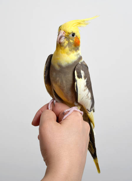 istock Colorful parrot bird sitting on a hand 656144904