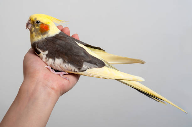 istock Colorful parrot bird sitting on a hand 656144918