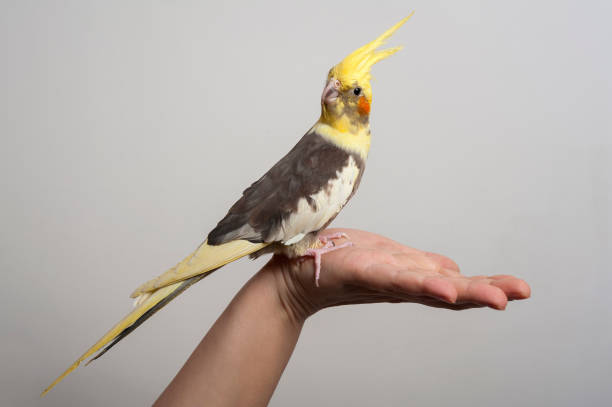 istock Colorful parrot bird sitting on a hand 656144920